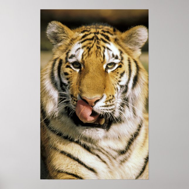 Affiches Tigre Zoo du Michigan (Devant)