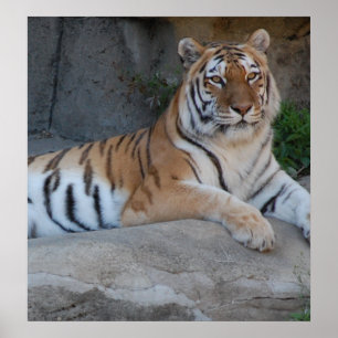 Affiches Tigres du Bengale