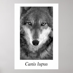 Affiches Timber Wolf #1 Canis lupus
