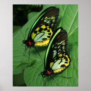 Affiches Toile à deux papillons Imprimer