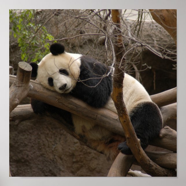 Affiches Toile d'ours de panda géant (Devant)