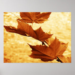 Affiches Toile Maple Leaf