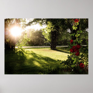 Affiches Toile pluvieuse de roses