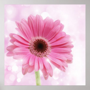 Affiches Toile rose de marguerite