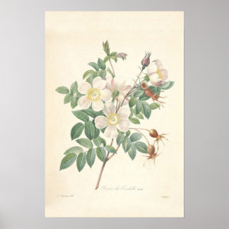 Affiches Toile Rosier