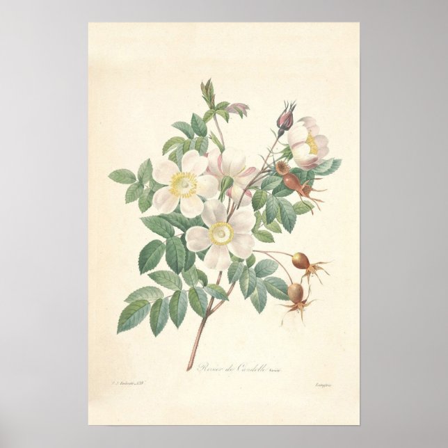 Affiches Toile Rosier (Devant)