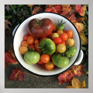 Affiches Tomates de l'héloome