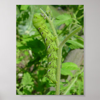 Affiches tomatobug