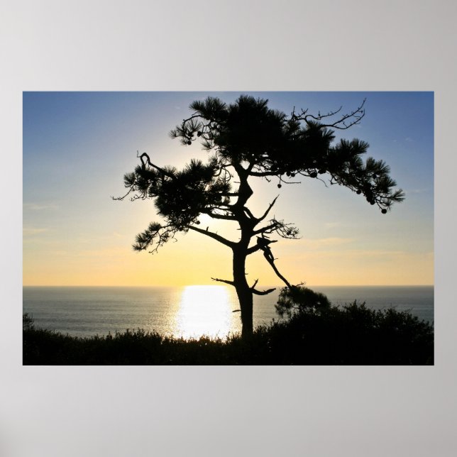 Affiches Torrey Pine Silhouette Matte Canvas (Devant)
