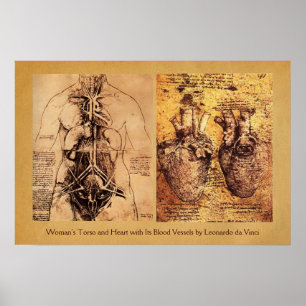 Affiches Torse de femme / Cœur et ses vaisseaux sanguins