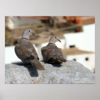 Tórtolas en Betancuria. Fuerteventura.