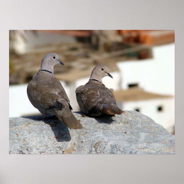 Affiches Tórtolas en Betancuria. Fuerteventura. (Devant)