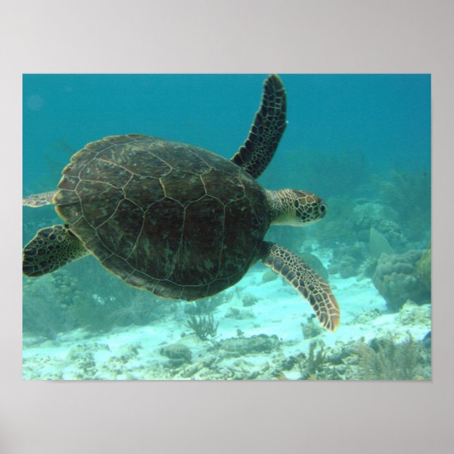 Affiches Tortue (Devant)