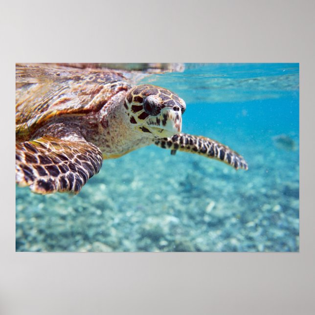 Affiches Tortue (Devant)
