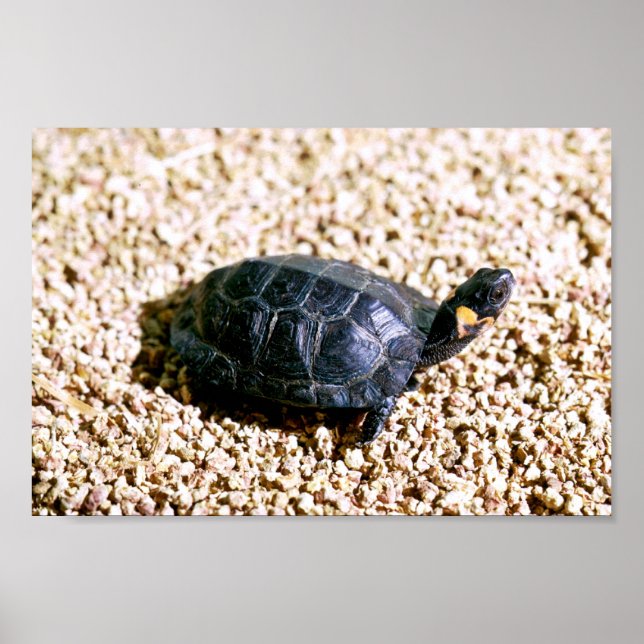 Affiches Tortue (Devant)