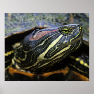 Affiches Tortue à oreilles rouges, Trachemys scripta elegan