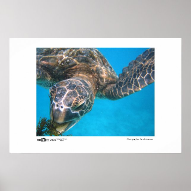 Affiches Tortue affamée - Photo du gagnant de catégorie Ann (Devant)