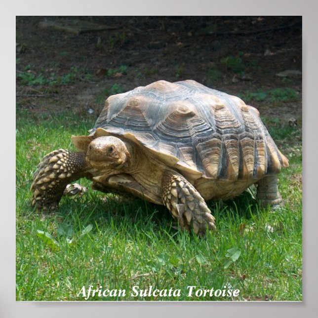 Affiches Tortue africaine Sulcata (Devant)