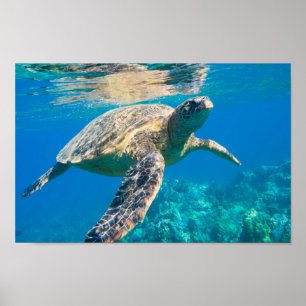 Affiches Tortue de mer