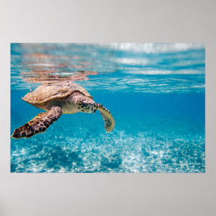 Affiches Tortue de mer