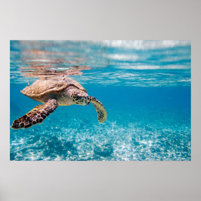 Affiches Tortue de mer (Devant)