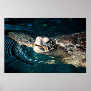Affiches Tortue de mer