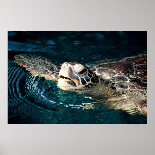 Affiches Tortue de mer (Devant)