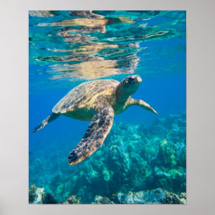 Affiches Tortue de mer