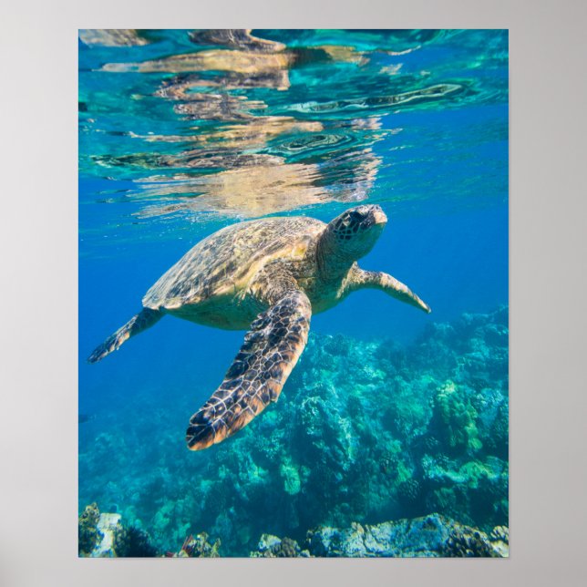 Affiches Tortue de mer (Devant)