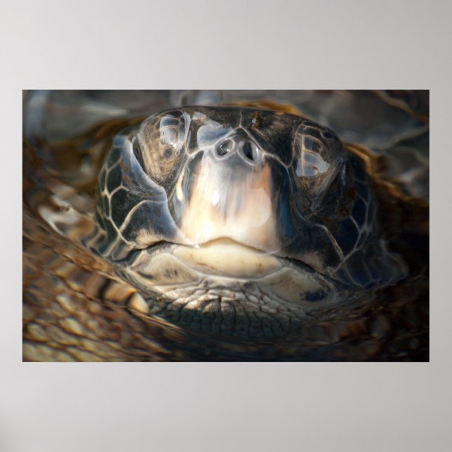 Affiches Tortue de mer d'Hawaï (Devant)