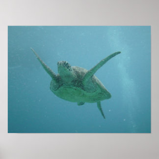 Affiches Tortue de mer en habitat naturel