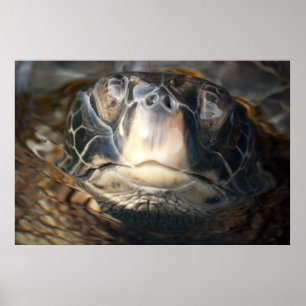 Affiches Tortue de mer hawaïenne