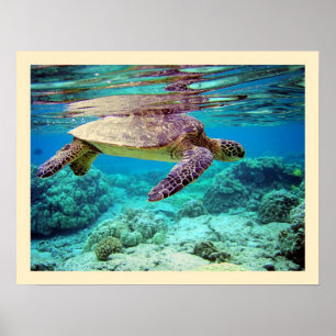 Affiches Tortue de mer verte (mydas de Chelonia)