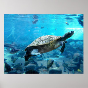 Affiches Tortue et poisson