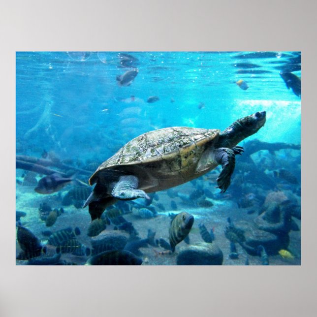 Affiches Tortue et poisson (Devant)