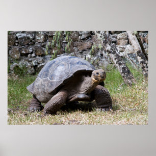 Affiches Tortue géante Galapagos