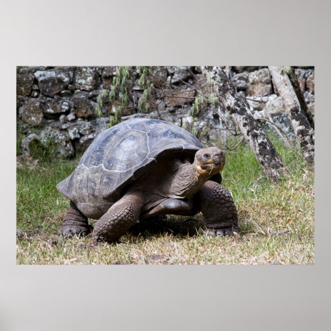 Affiches Tortue géante | Galapagos (Devant)