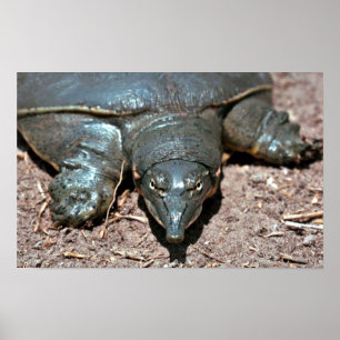 Affiches Tortue molle du Texas