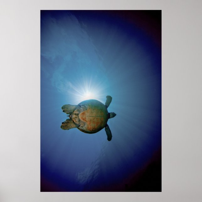 Affiches Tortue sous-marine| Mer d'Andaman, Thaïlande (Devant)