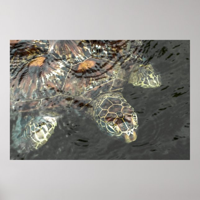 Affiches Tortue verte (Devant)