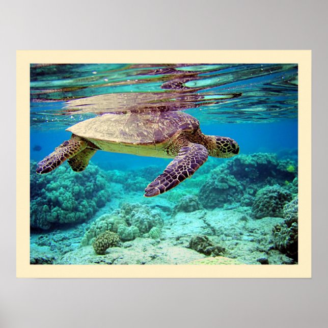 Affiches Tortue verte (Chelonia mydas) (Devant)