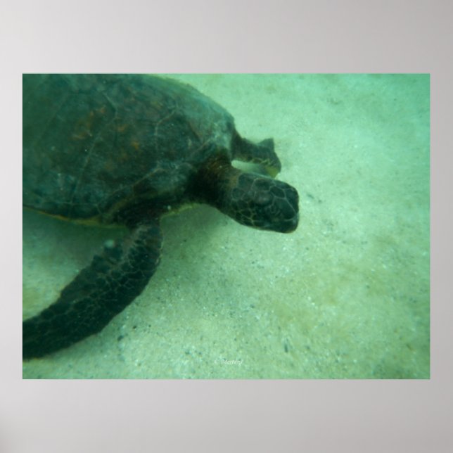 Affiches Tortue verte de Hawaï (Devant)