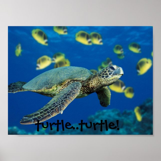Affiches Tortue verte, tortue... tortue ! (Devant)