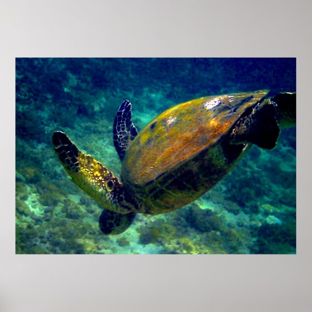 Affiches Tortues de mer vertes (Devant)