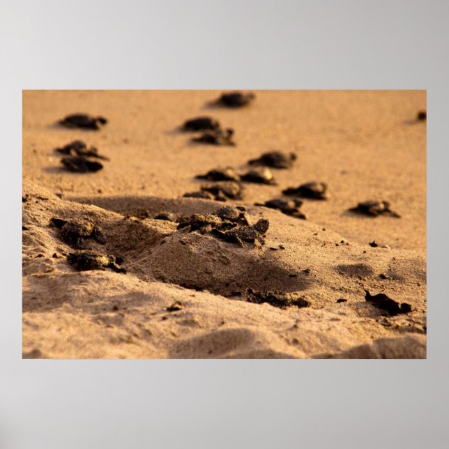 Affiches Tortues marines (Devant)