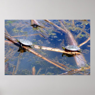 Affiches Tortues peintes (Chrysemys picta)