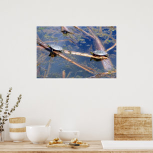 Affiches Tortues peintes (Chrysemys picta)