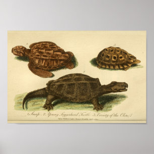 Affiches Tortues vintages Histoire naturelle Imprimer