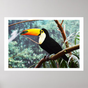 Affiches Toucan