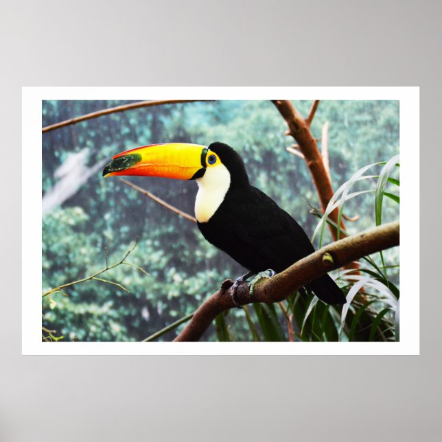 Affiches Toucan (Devant)